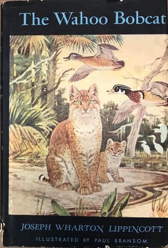 Cover of Wahoo Bobcat