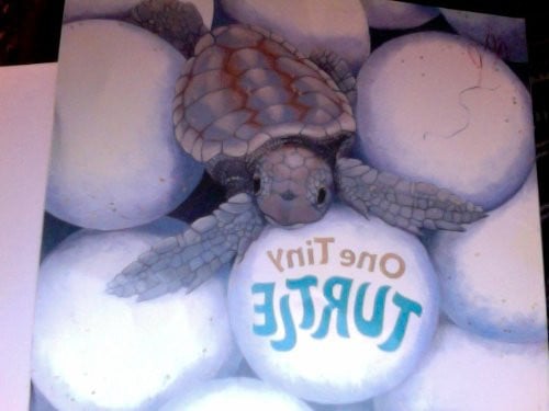 Cover of One Tiny Turtle