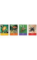 Cover of Insects and Spiders, 5-Vols (Insects and Spiders)
