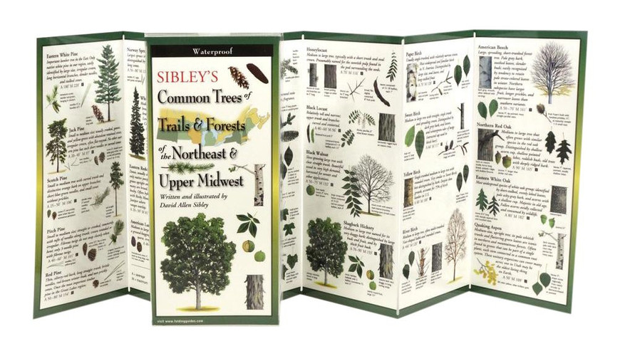 Sibley's Trees of Trails and Forests of the Northeast and Upper Midwest