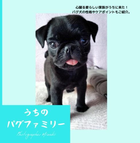 うちのパグファミリー (敏照ブックスのサクッとシリーズ)