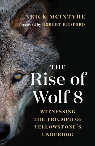 The Rise of Wolf 8 Witnessing the Triumph of Yellowstone's Underdog