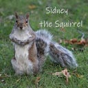 Cover of Sidney the Squirrel