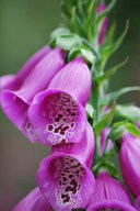 Foxglove Notebook