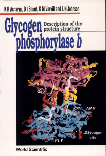 Glycogen Phosphorylase B Description of the Protein Structure