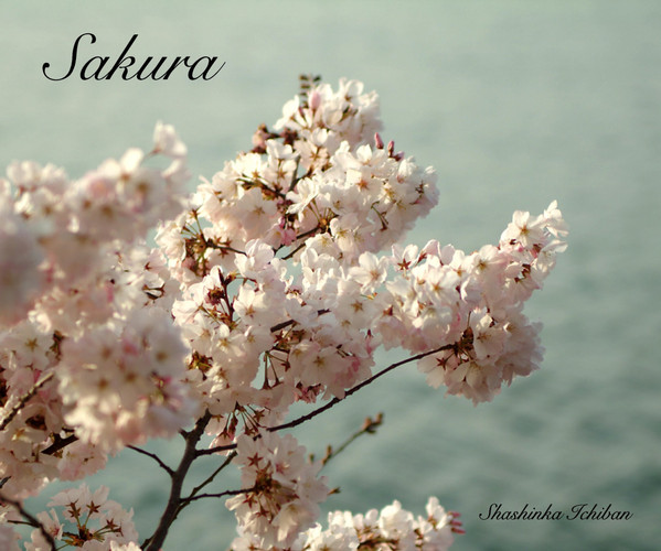 Sakura
