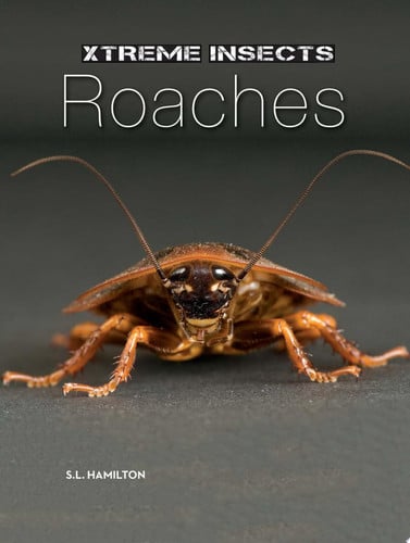 Cover of Roaches