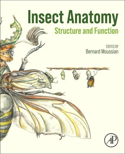 Insect Anatomy Structure and Function