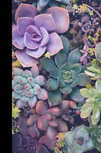 Notebook | Lined Paperback Notebook | 6 x 9 Inches | 120 Pages | Succulent | Planys