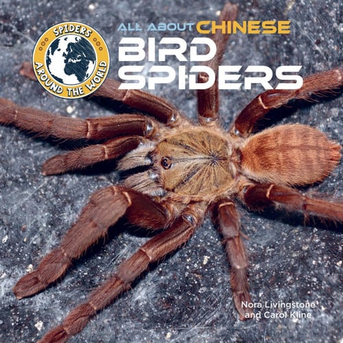 Cover of All about Chinese Bird Spiders